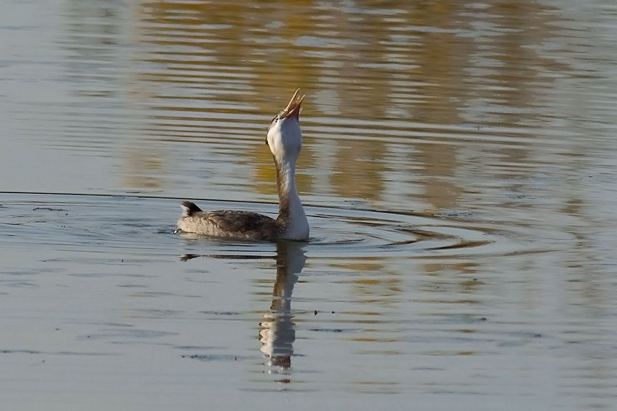 Svasso pescatore(serie)